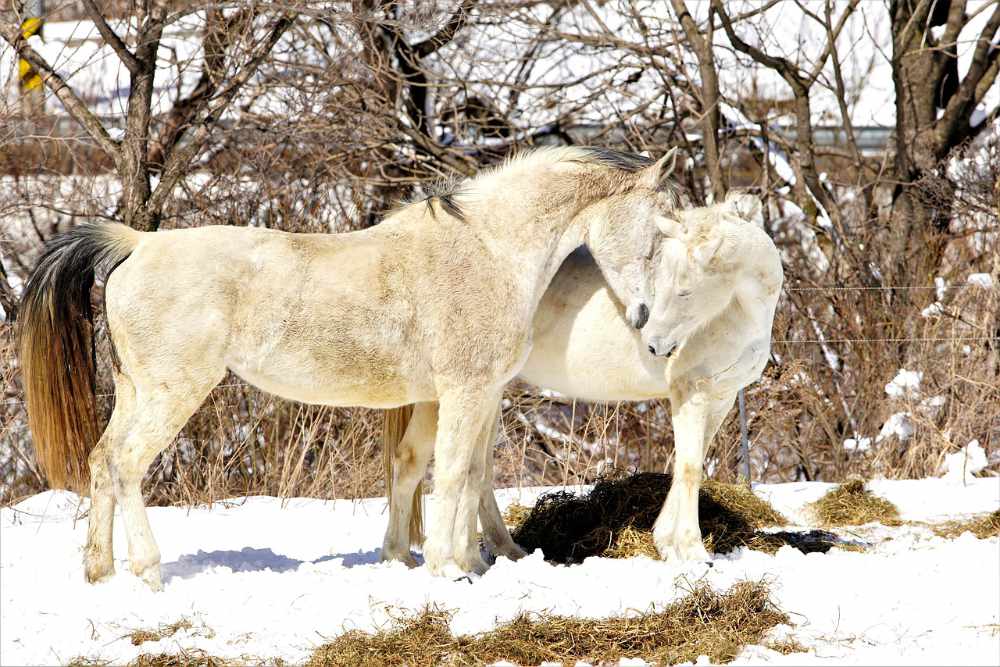 how-to-measure-a-horses-weight